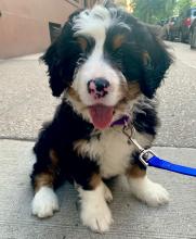 Mini Bernedoodle