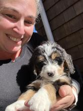 mini Bernedoodle puppy