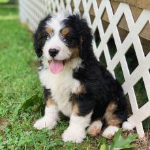 Mini Bernedoodle