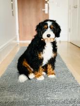 Mini Bernedoodle