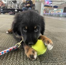 Bernedoodle playing with ball