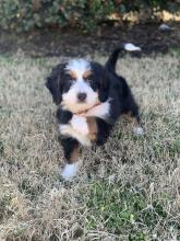 tri-colored Mini Bernedoodle