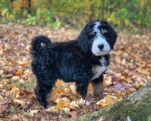 Standard Bernedoodle Puppy