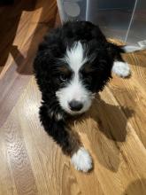 Mini Bernedoodle puppy