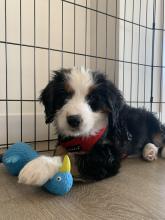 tri-colored Mini Bernedoodle