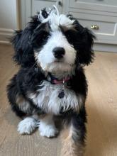 Mini Bernedoodle 