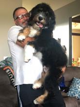 Jonathan Corey with bernedoodle