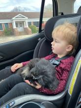 Bernedoodle playing with girl