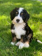 Mini Bernedoodle