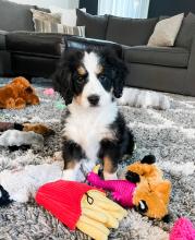 tri-colored Mini Bernedoodle