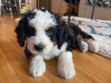 Mini Bernedoodle