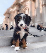 Mini Bernedoodle