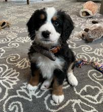 tri-colored Mini Bernedoodle