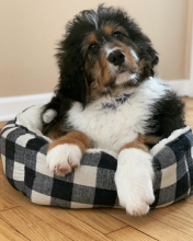 Standard Bernedoodle