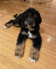 standard bernedoodle