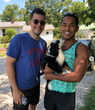 tri-colored Mini Bernedoodle