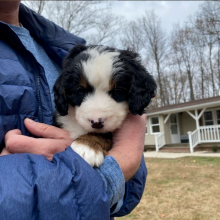 Tri-colored Mini Bernedoodle