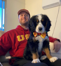 tri-colored Mini Bernedoodle