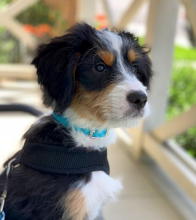 tri-colored Mini Bernedoodle