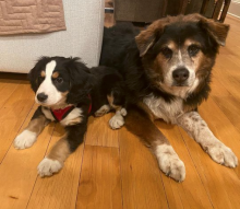 tri-colored Mini Bernedoodle