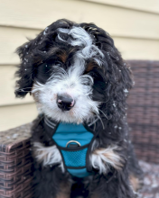 mini Bernedoodle puppy