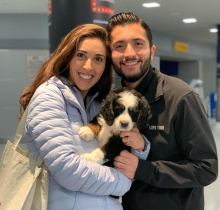 Mini Bernedoodle puppy