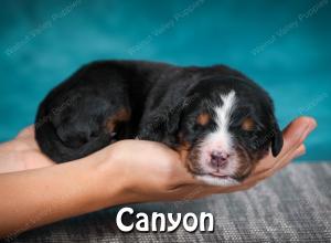 Bernese Puppy