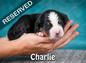 Bernese Puppy