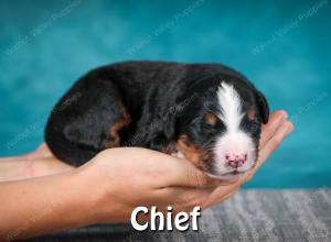 Bernese Puppy