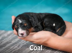 Bernese Puppy