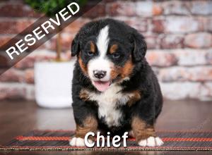 Bernese Puppy