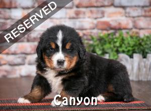 Bernese Puppy
