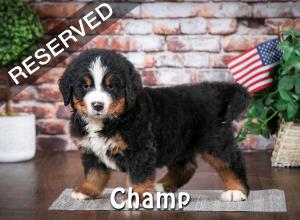 Bernese Puppy