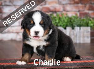 Bernese Puppy