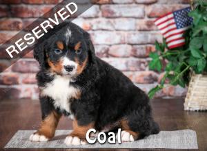 Bernese Puppy
