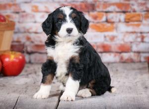 tri-colored standard bernedoodle near Chicago Illinois