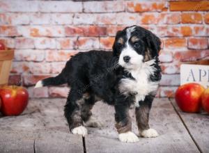 tri-colored standard bernedoodle near Chicago Illinois