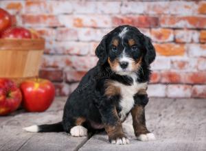 tri-colored standard bernedoodle near Chicago Illinois