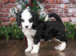 tri-colored male mini bernedoodle near Chicago Illinois