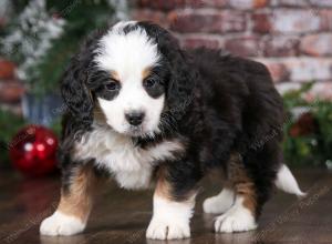 tri-colored male mini bernedoodle near Chicago Illinois