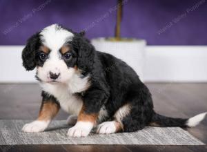 Cute Puppy