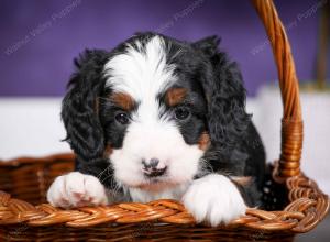 Cute Puppy