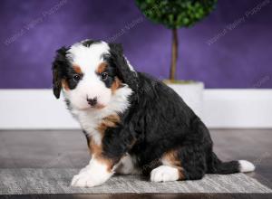 Cute Puppy