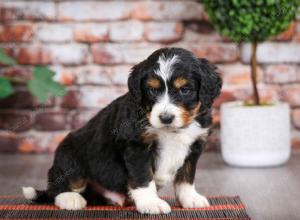 tri-colored male mini bernedoodle near Chicago Illinois