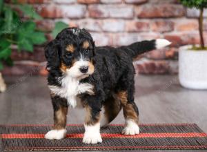 tri-colored male mini bernedoodle near Chicago Illinois