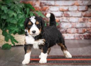 tri-colored male mini bernedoodle near Chicago Illinois