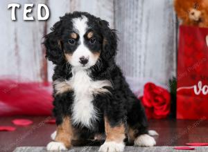 Cute Puppy