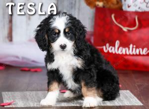 Cute Puppy