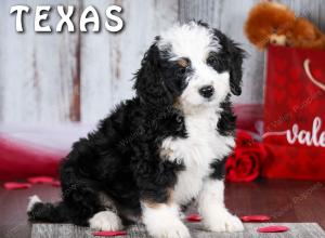 Cute Puppy