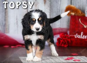 Cute Puppy